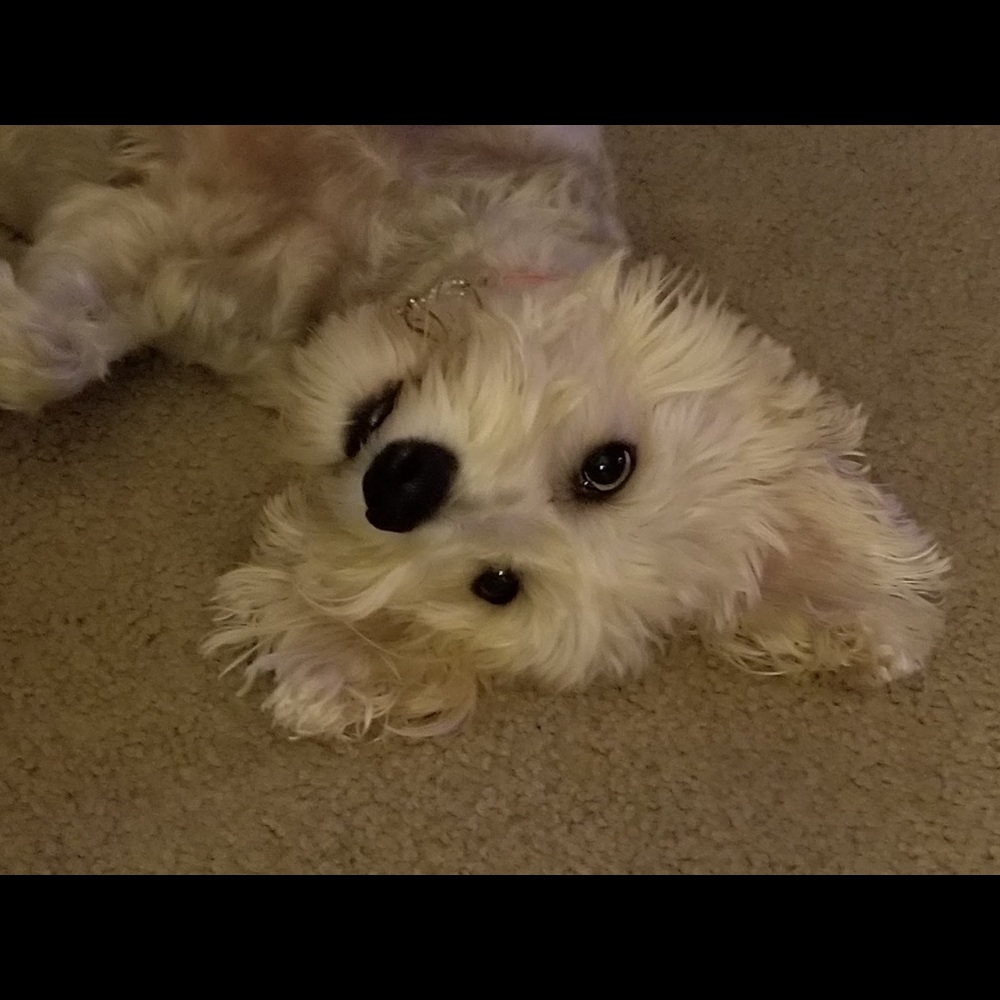 Meet your Posher, Shawna